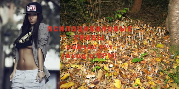 PSILOCYBIN Козловка